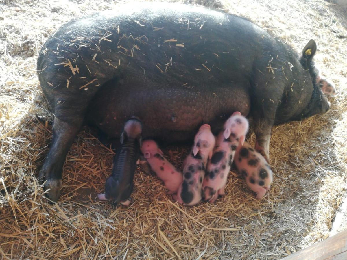 Willa Zoopark Zelcin Mělník Zewnętrze zdjęcie