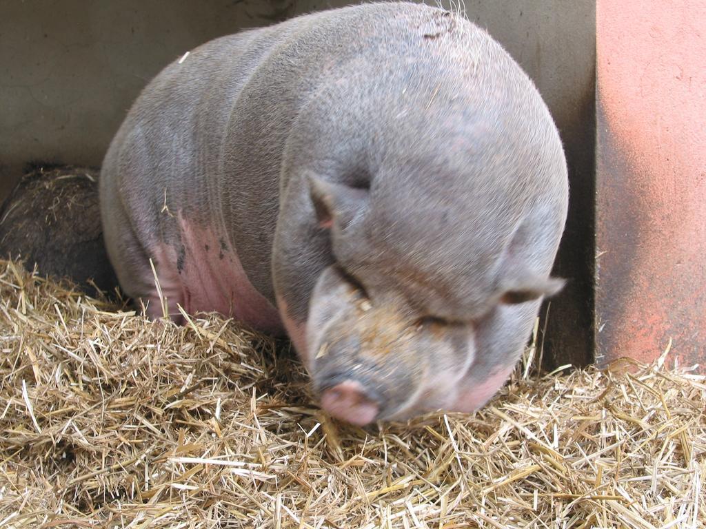 Willa Zoopark Zelcin Mělník Zewnętrze zdjęcie